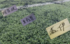 申花大桌子结实！大胜河南后 一次上桌3个外援盖伊 阿苏埃 米内罗